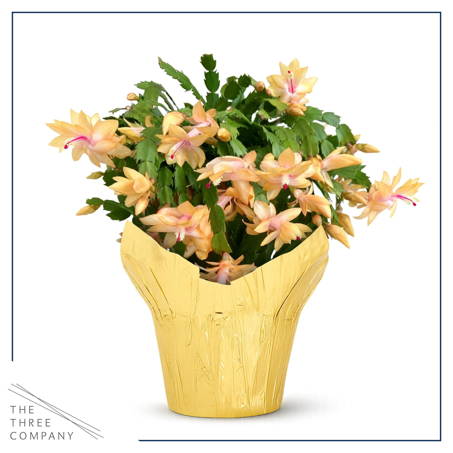 Live Flowering Zygocactus - Yellow-Orange - Thanksgiving/Christmas Cactus - Seasonal Bloomer, Currently Out of Bloom - 5” Tall by 5” Wide in Deco Cover
