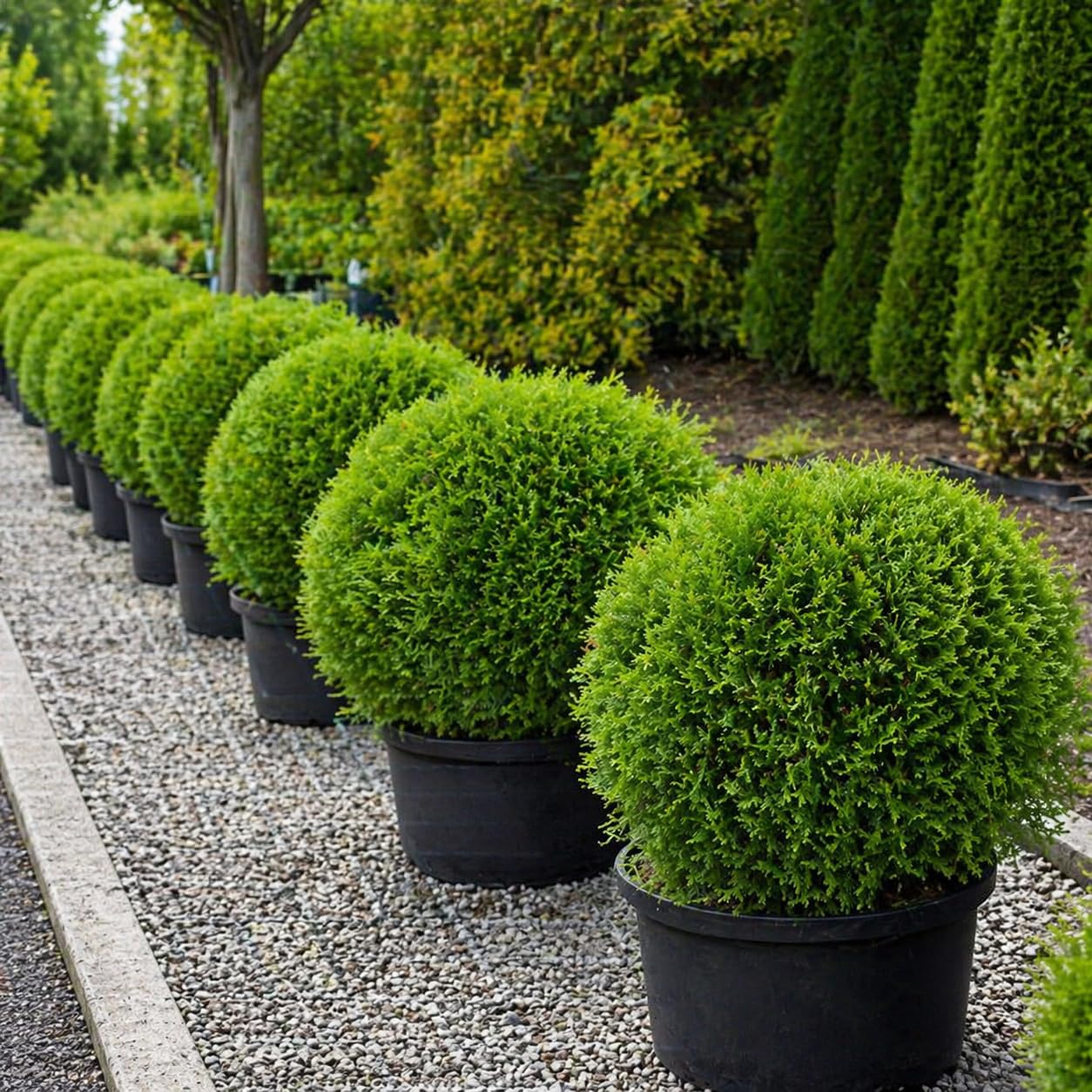 Mr Bowling Ball Live Shrub in Gallon Pot, 12-18 Inch Tall, Dwarf Arborvitae Shrub, Low Maintenance, Easy Care Evergreen Trees Live Plants for Garden Beds & Landscape