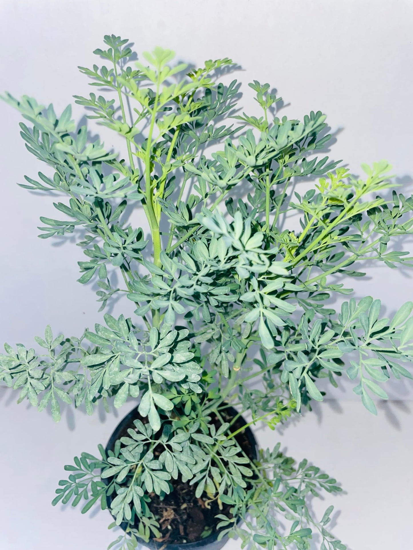 Plant - Common Rue (Ruta graveolens) Herb of Grace - Ship in 3" Pot with Soil…5" to 7" Height