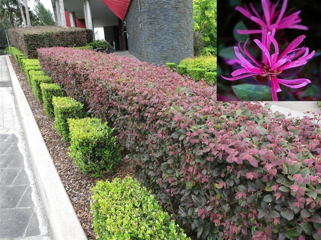 Plum Delight | 40 Live Plants | Loropetalum Chinense | Evergreen Shrub, Purple Foliage, Year-Round Color, Ornamental Shrub, Low Maintenance, Drought Tolerant, Fast Growing