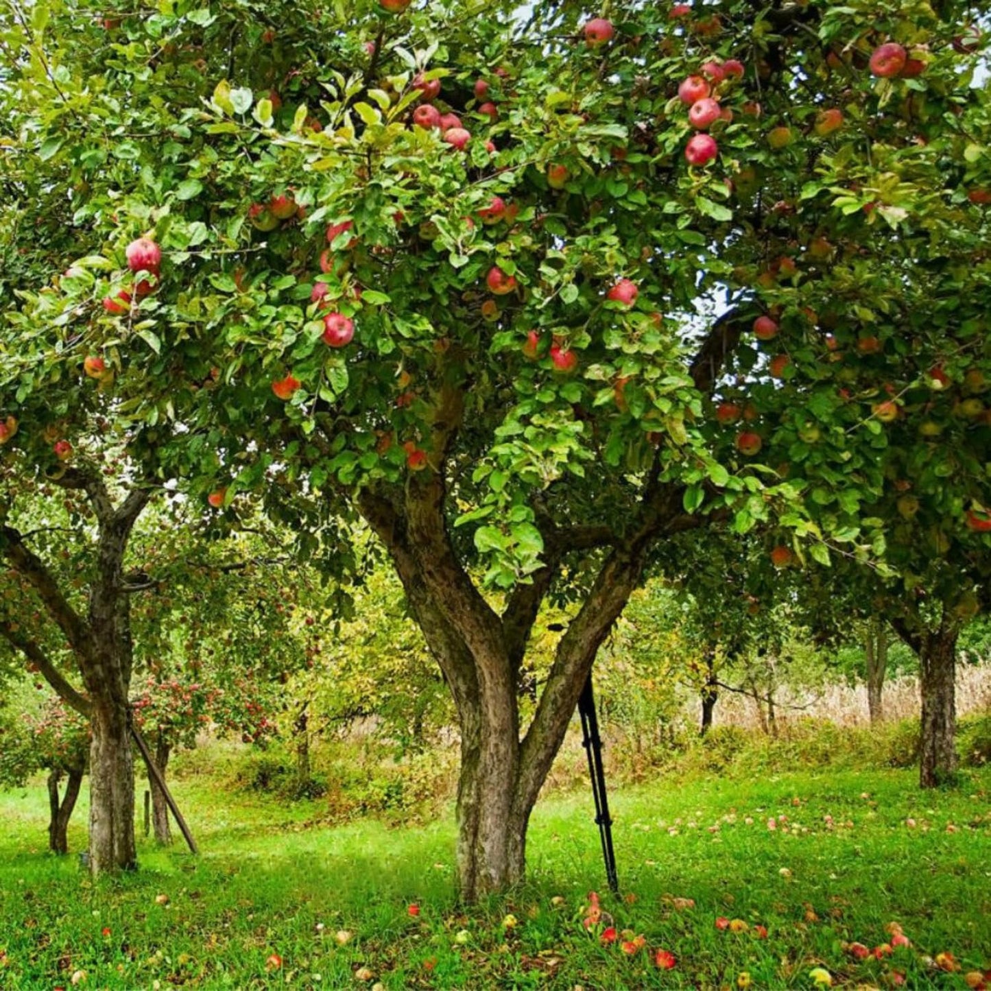 Honey Crisp Live Apple Tree, Red-Yellow Color, Sweet Tart Flavor, 1 gal Nursery Pot 2-3 ft. Tree Height (Due to Agricultural Laws, we Cannot Ship to CA, AZ, AK, or HI)