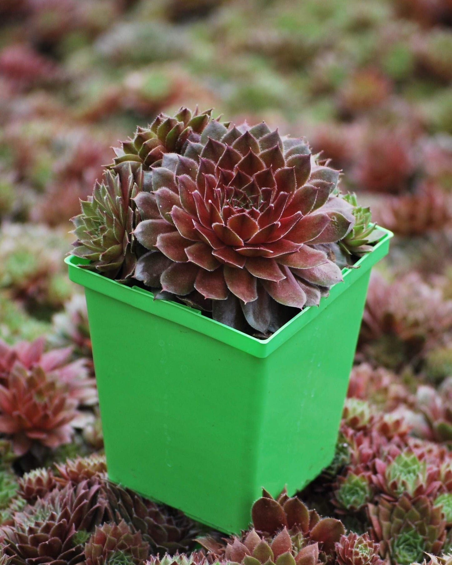 Perennial Farm Marketplace Sempervivum 'Red Rubin' (Hens & Chicks) Perennial, 1 Quart, Emerald Green to Deep Reddish Foliage