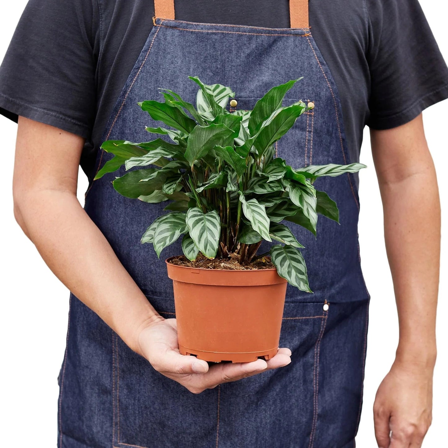 Calathea Coincinna Freddie | Live Plant for Indoor & Outdoor | for Living Room, Office, Bathroom | (6" Pot)
