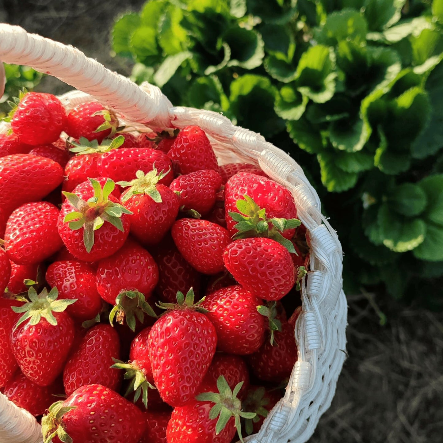 Strawberry Garden Variety Pack, 20 Plants (10 of Each) - Everbearing and June Bearing Bare Root Strawberry Plants from Hand Picked Nursery