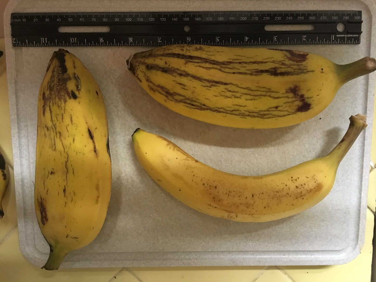 Banana Plant, Orinoco Banana, 'Musa accuminata' (Medium 13" - 24")