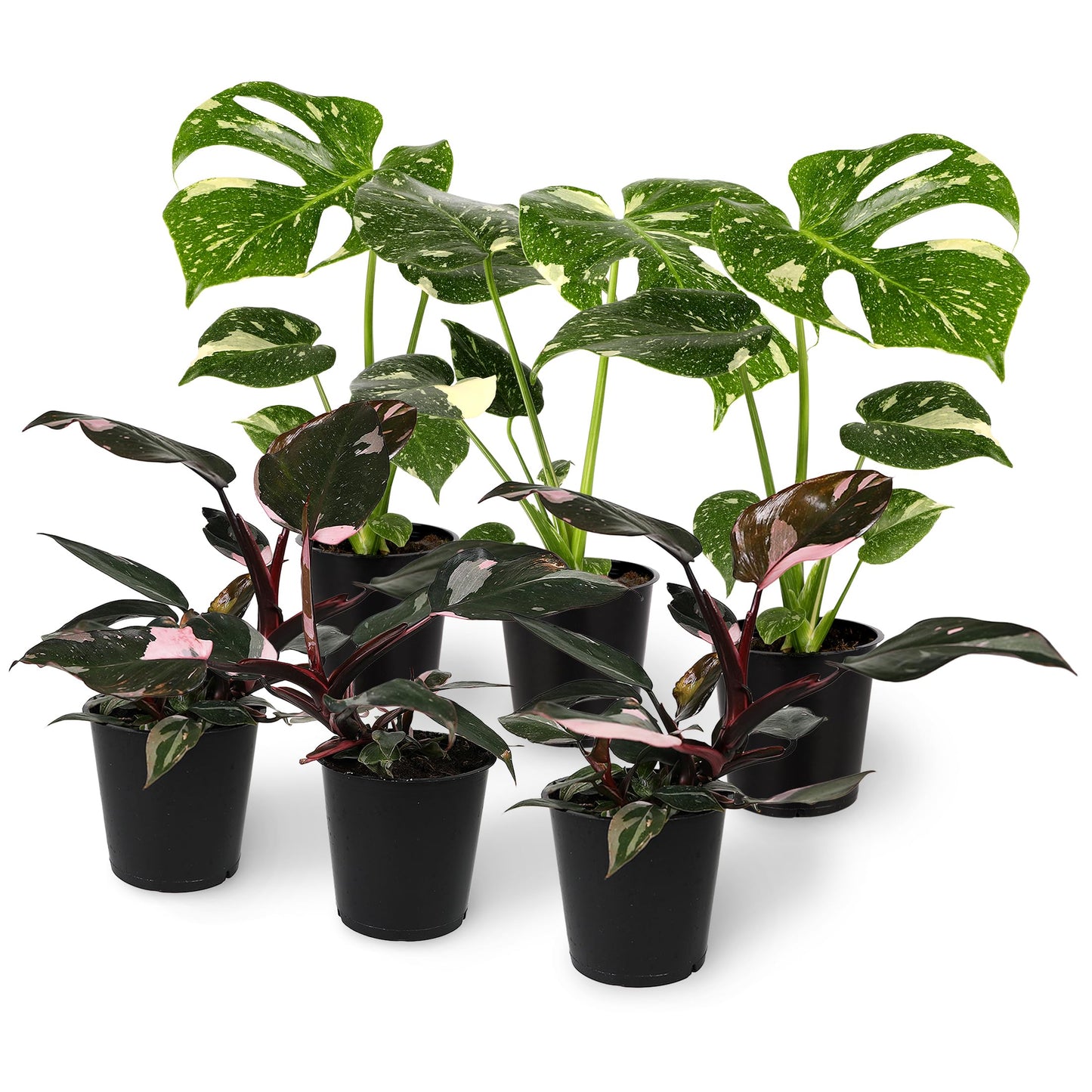 Green Circle Growers 6P Assorted Foliage, Grower Pots, Live Plants