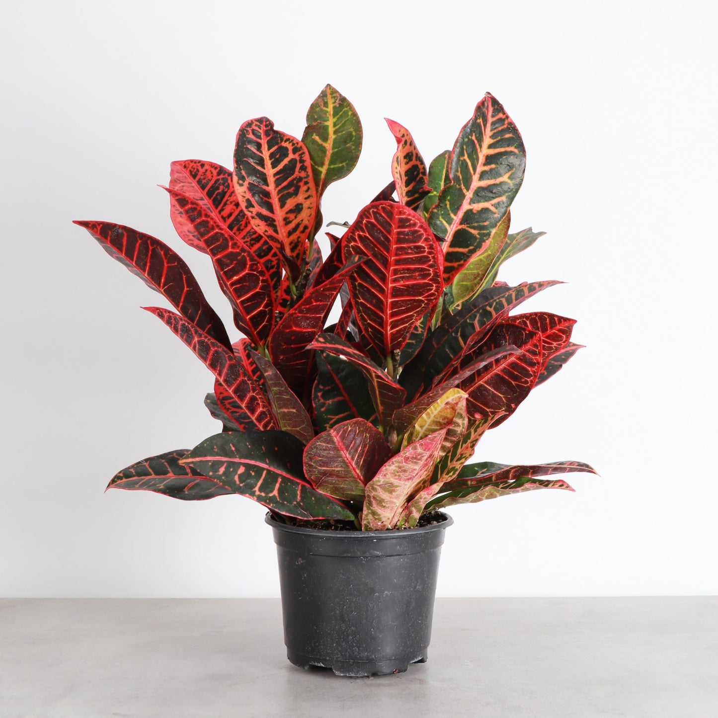 Thorsen's Greenhouse Live Petra Croton Plant, Codiaeum Variegatum, Colorful Foliage, Live Indoor Houselant (Nursery Pot, 6-inch Pot)