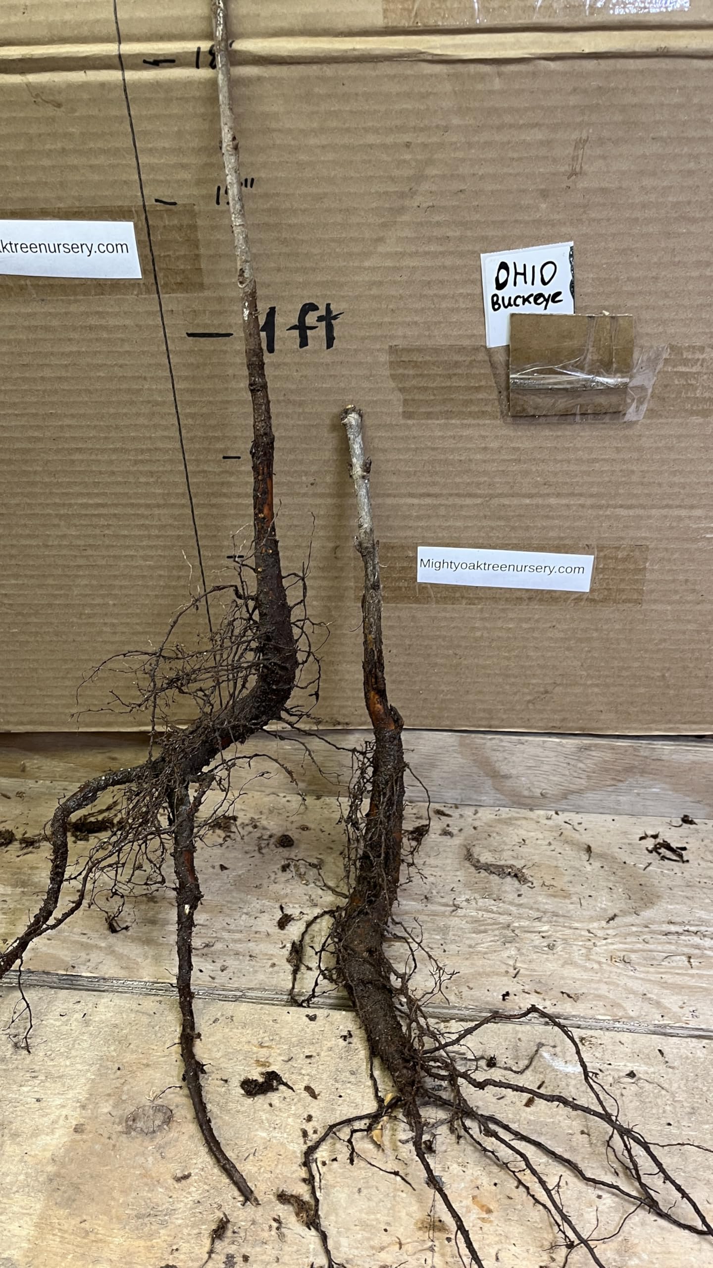12-14" Tall Ohio Buckeye (Aesculus glabra), Bare Root 2 Year Old Plant
