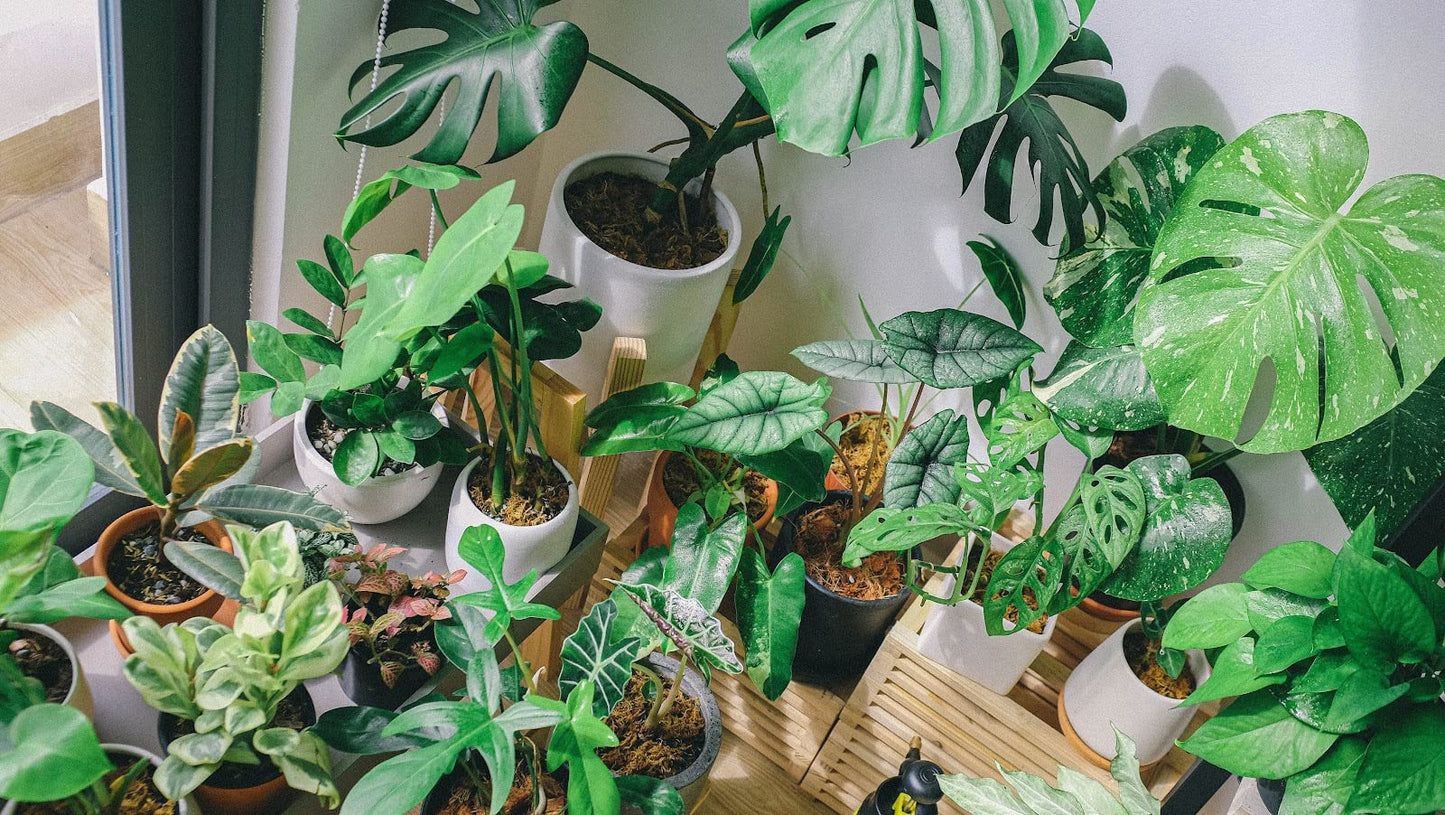 Indoor Fairy Garden Terrarium Houseplant Collection - 6 Live Plants in 2 Inch Pots - Grower's Choice Based on Health, Beauty and Availability - Florist Quality Air Purifying Indoor Plants