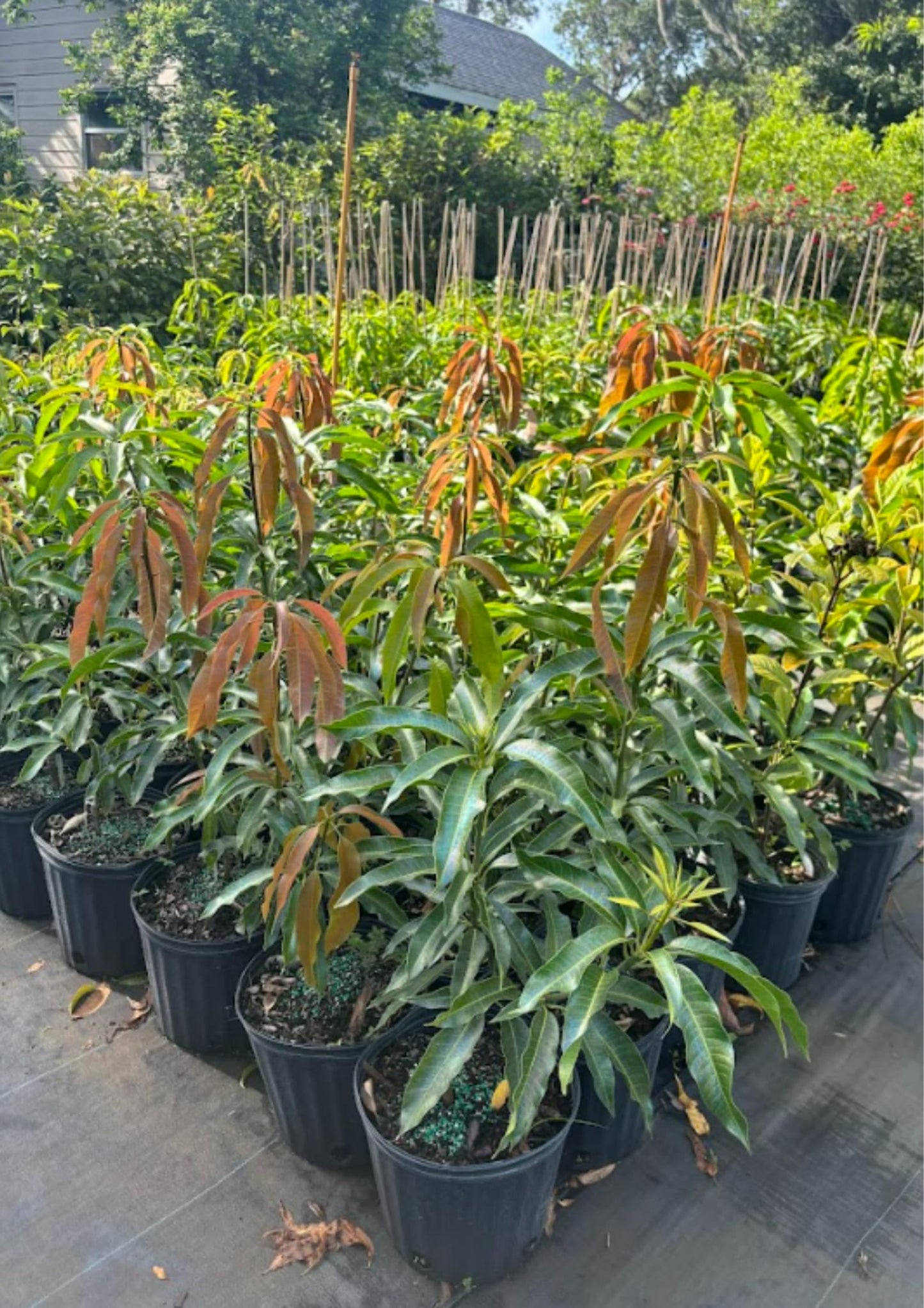 Large Julie Mango Tree Live Plant Grafted, 2 to 3 Feet Tall in Gallon Pot, Ready to Bear Fruit in 1 Year, Large Sweet Mango Tree for Planting
