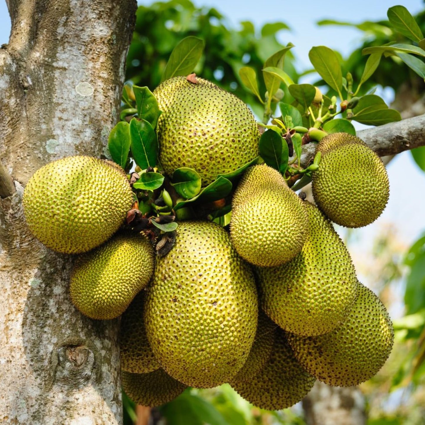 15 Jackfruit Seeds for Planting, Tropical Jackfruit Tree Seeds Indoor Outdoor