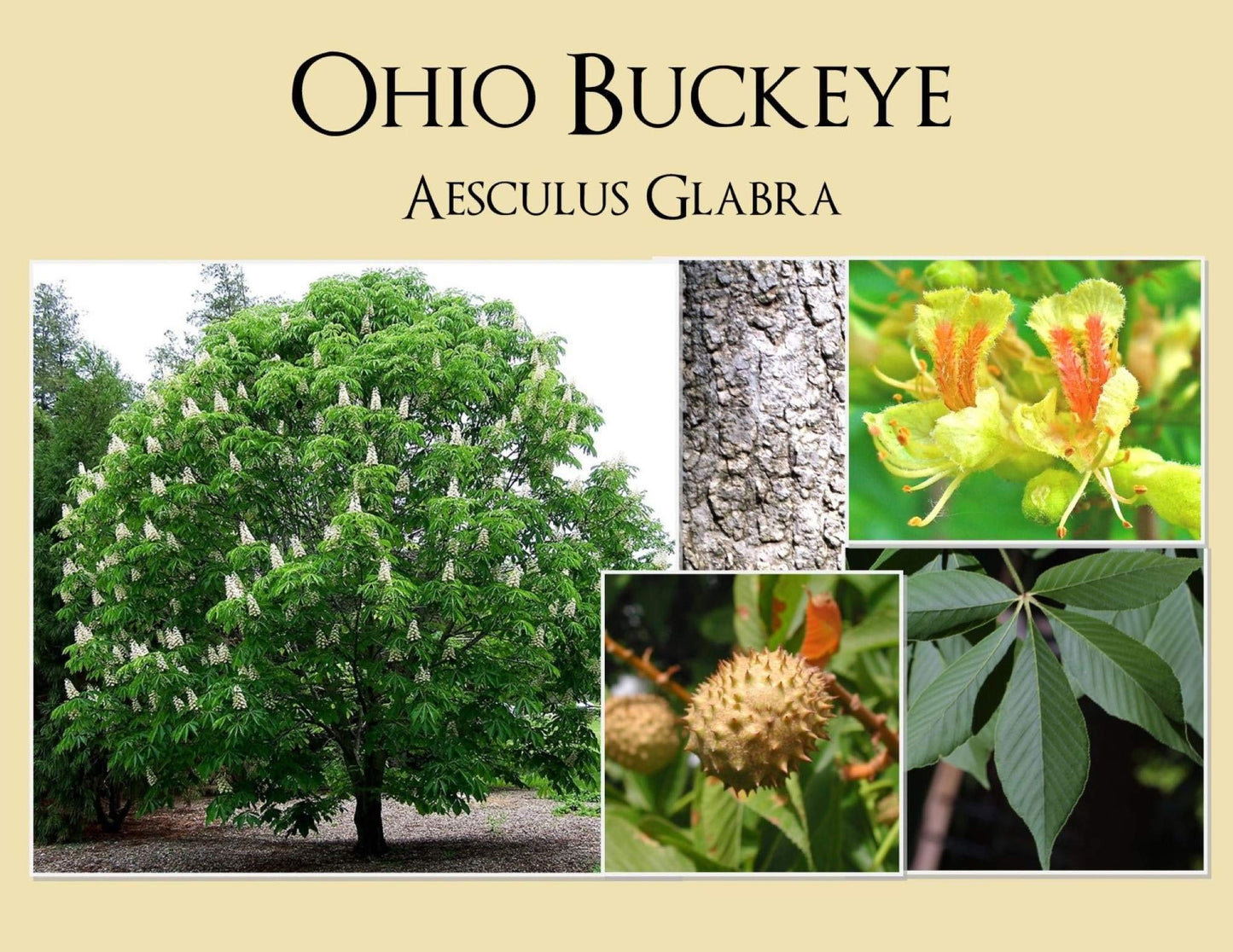 6-12” Tall Ohio Buckeye (Aesculus glabra) 1-2 Year Old Tree, Bare Root Plant