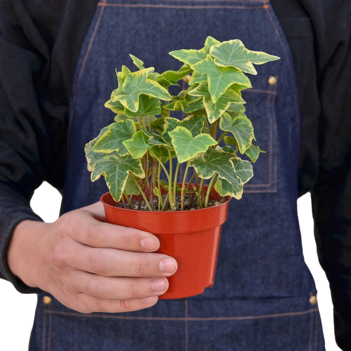 English Ivy Gold Child | Live Plant for Indoor & Outdoor | for Living Room, Office, Bathroom | (3" Pot)