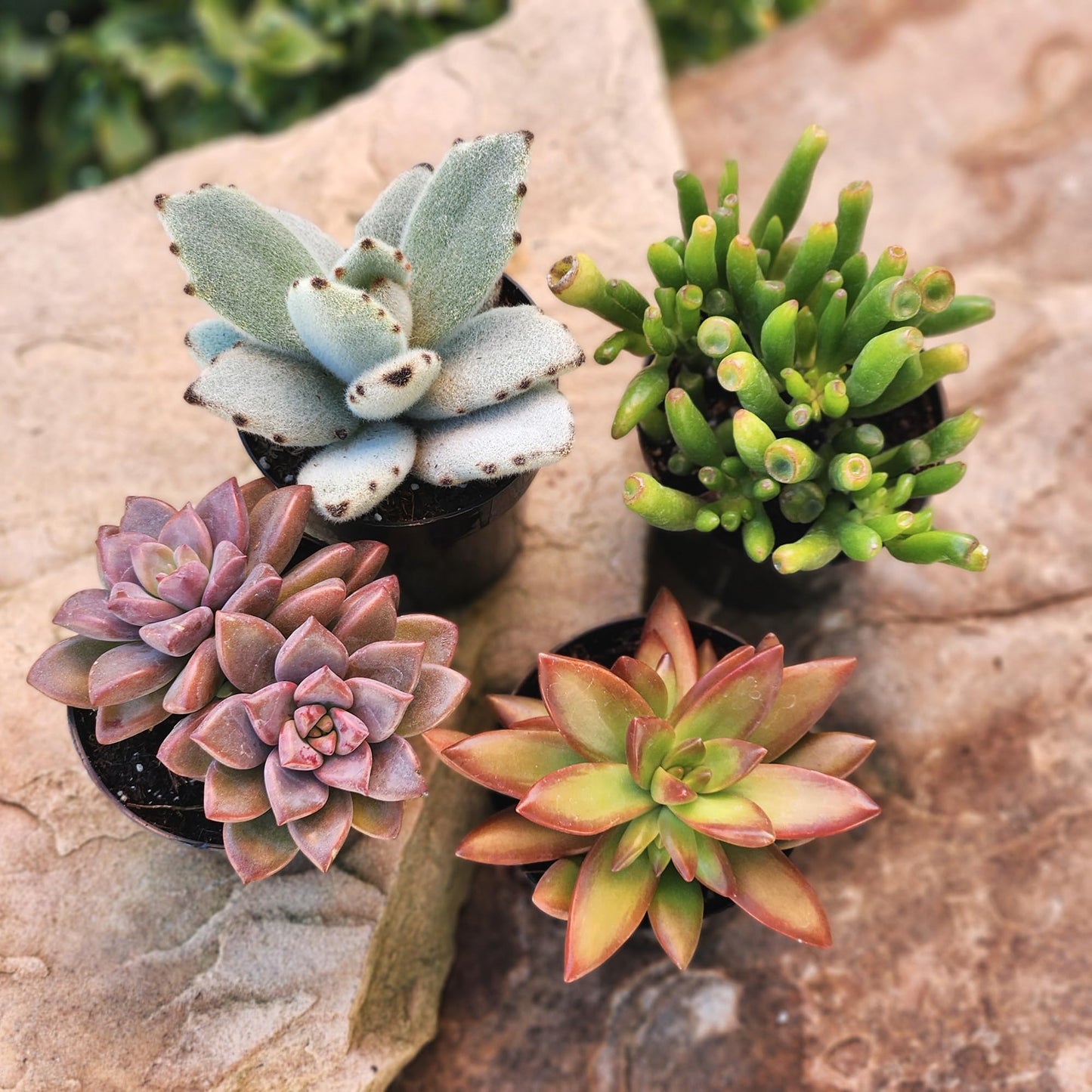 Altman Plants, Live Succulents Plants Live Houseplants (4PK), Succulent Plant Lover Gifts, Live Indoor Plants in Potting Soil, Live Plants Indoor Cactus Plants Live Succulent Plants Live House Plants