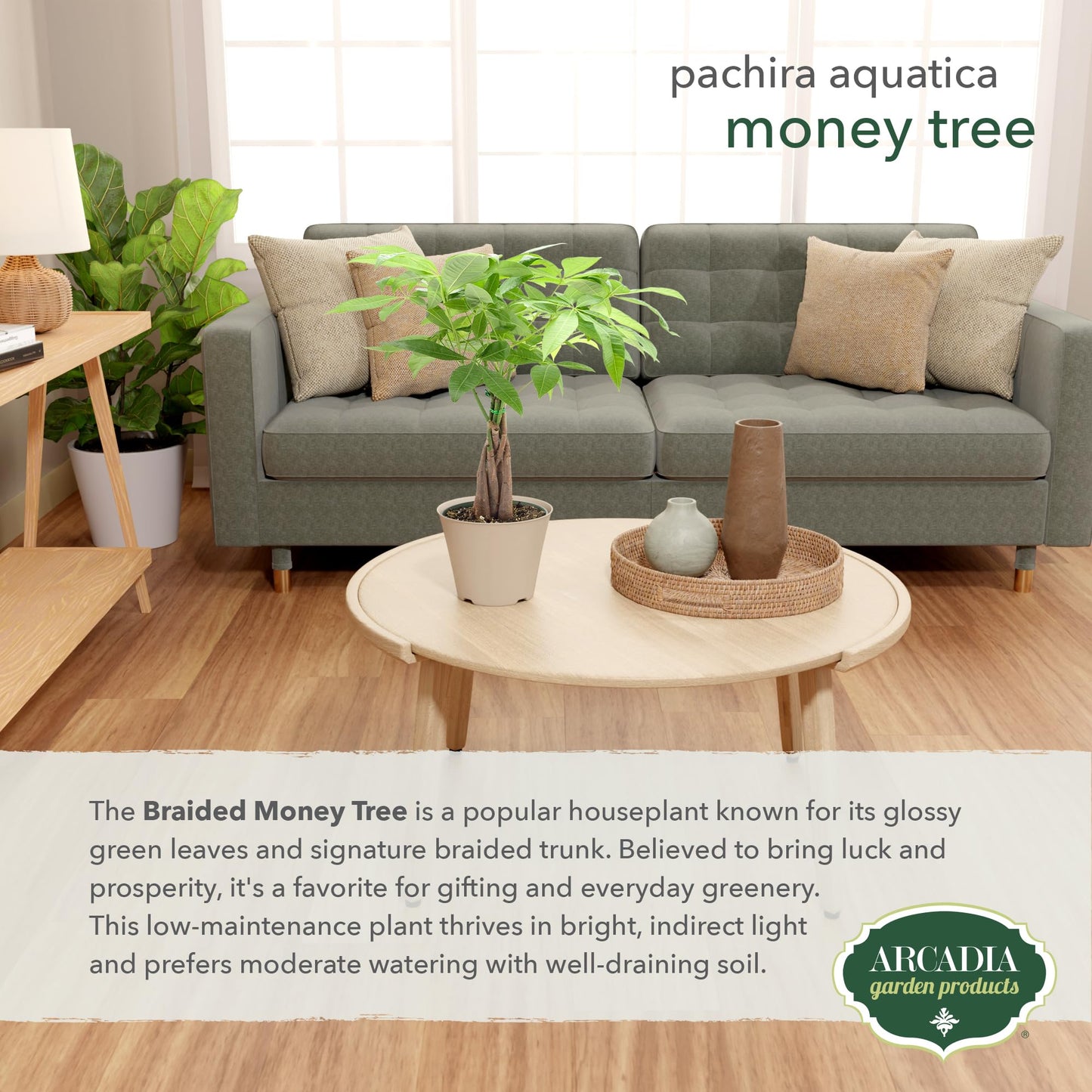 LV64 Live Braided Money Tree Pachira Aquatica Indoor Houseplant in Arcadia Garden Product's Branded Plastic Pot, Tropical Plant Collector Gift for Home and Garden Decor, 6-inch, Tan