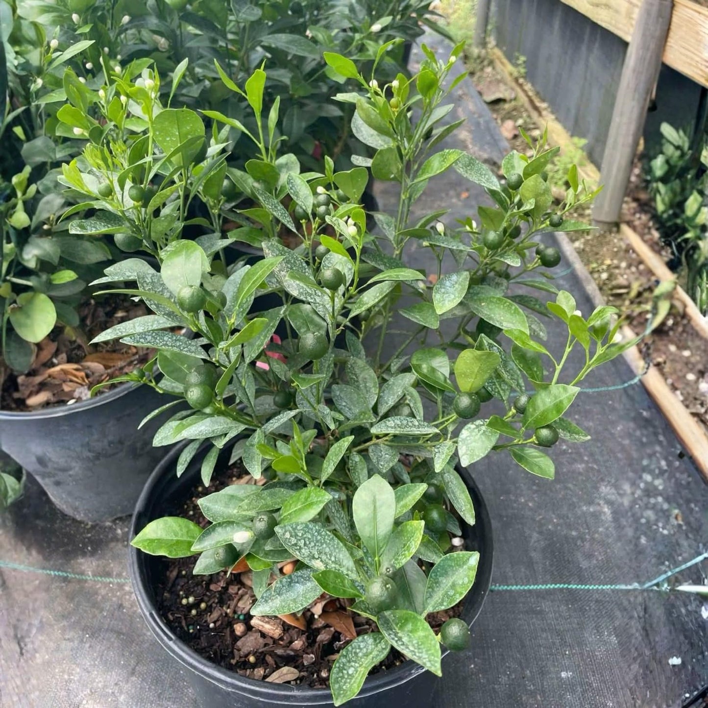 Calamansi Tree in 3 Gallon Pot, Fruit Bearing Live Calamondin Citrus Fruit Plant, Calamansi Kalamansi Tree for Planting Patio Garden
