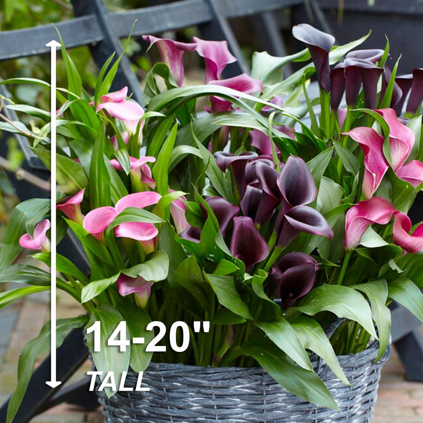 Garden State Bulb Purple Rain Multi-Color Mixed Calla Lily Flower Bulbs, 14/+cm, Spring Planting (Bag of 5)