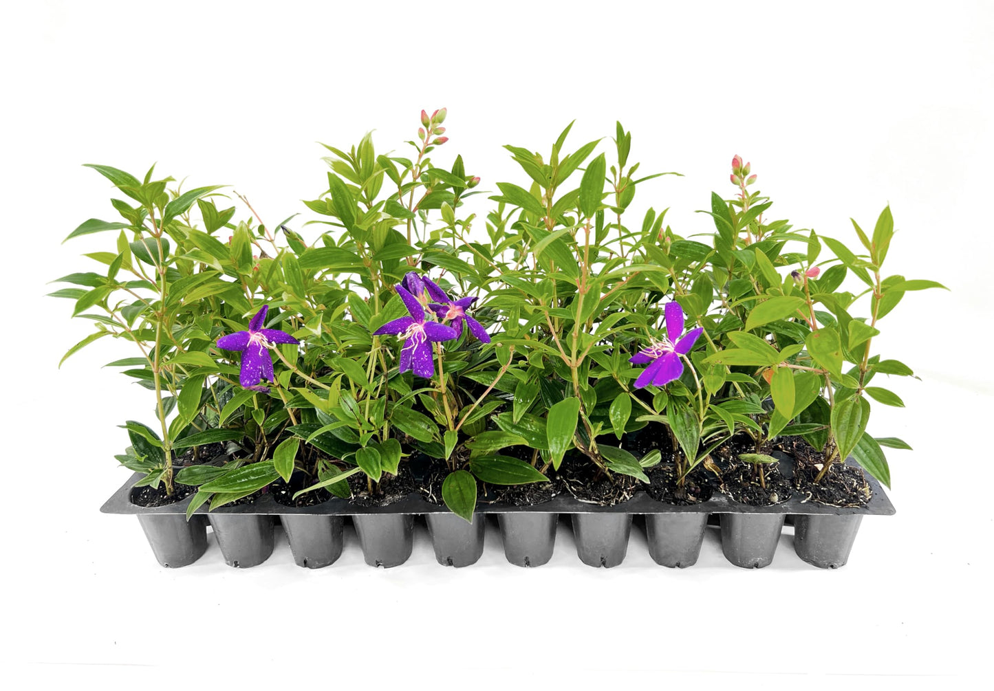 Tibouchina Dwarf Princess | 10 Live Plants | Tibouchina Urvilleana | Purple Blooms, Flowering Shrub, Tropical Evergreen, Patio Accent, Low Maintenance, Fast Growing, Garden Landscaping