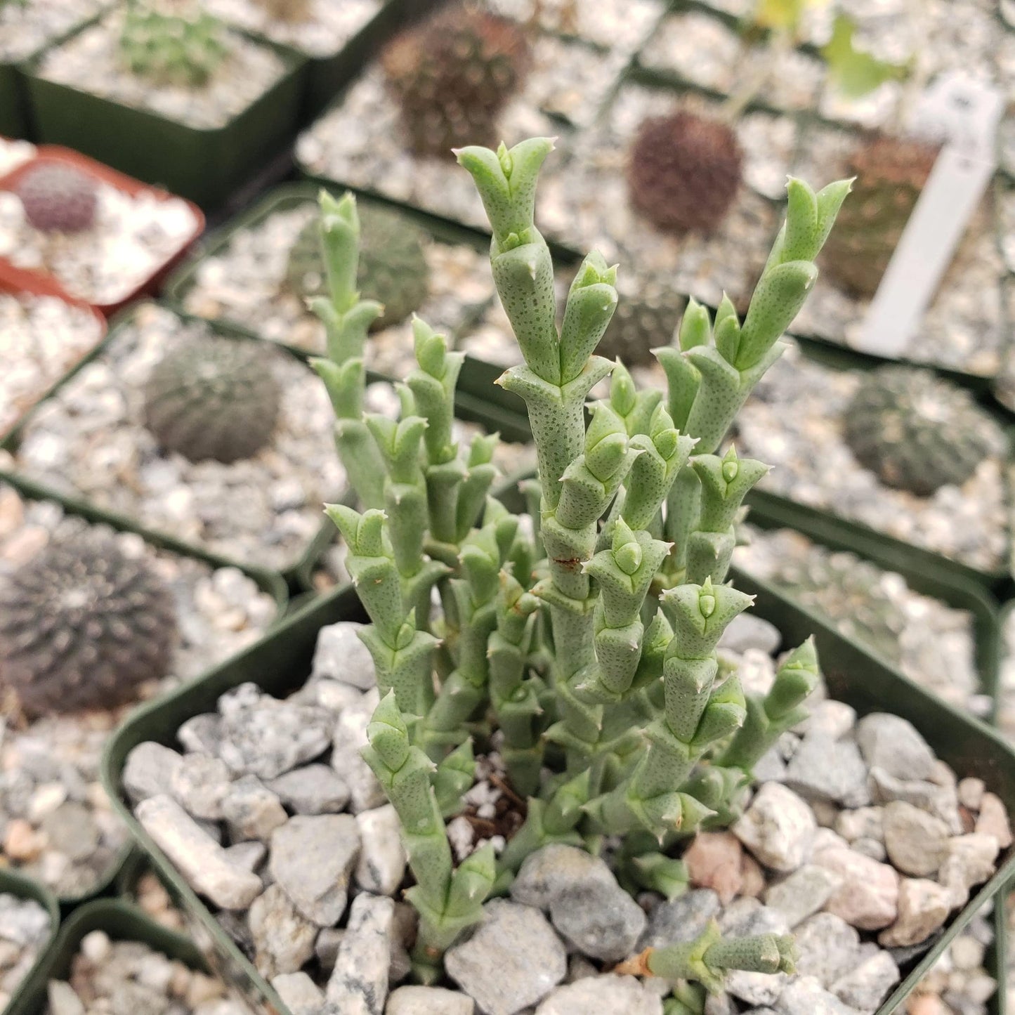 Ruschia perfoliata Cacti Cactus Succulent Real Live Plant