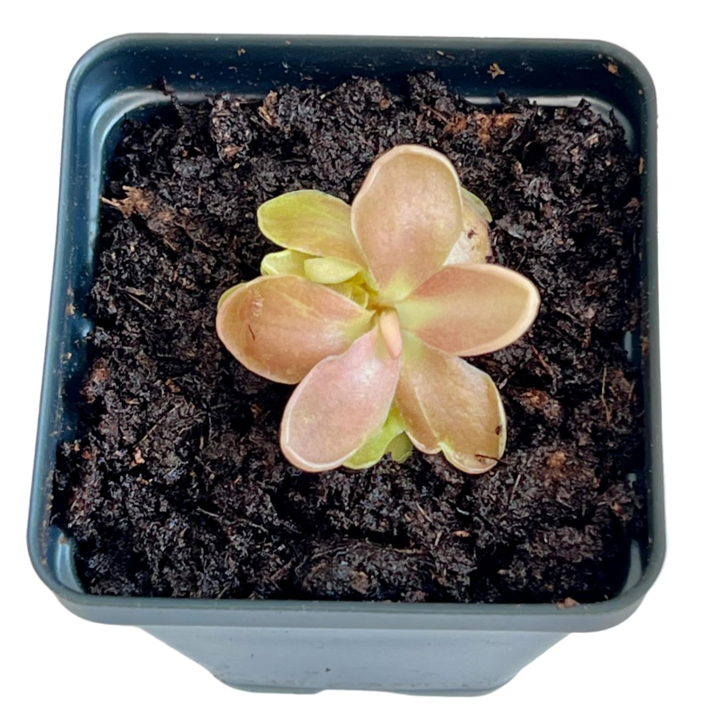 Live Pinguicula Fumiko Butterwort Carnivorous Plant, Pet-Safe, Unique Gift for Plant Lovers & Collectors. Succulent-Like Carnivore Plant.