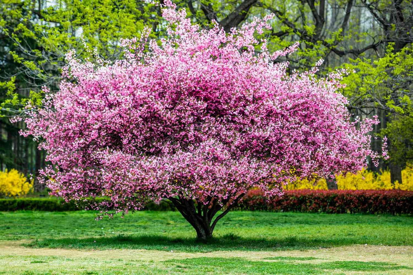 Flowering Almond Shrubs Trees Live Plants in Pot, Well-Rooted Fragrant Flowering Plum Bushes, 8-12 Inches Tall, Ornamental Tree for Outdoor Planting