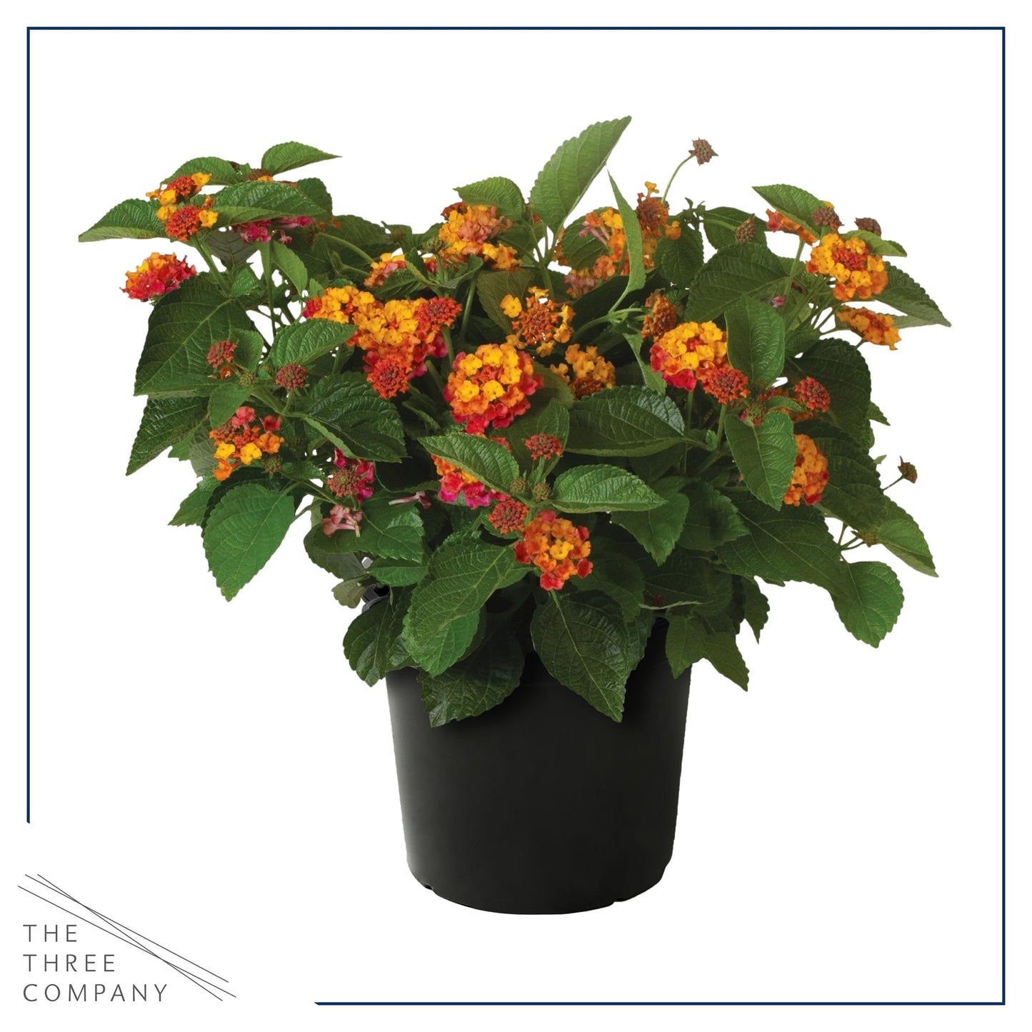 Live Flowering Lantana - Havana Red Sky (2 Plants Per Pack), Healthy Blooming Pollinator, 8" Tall by 5" Wide in 1 Qt Pot
