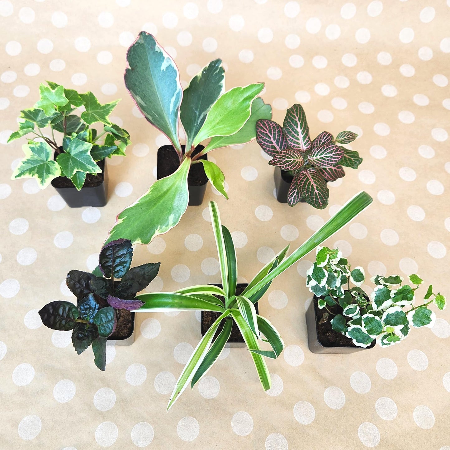 Easy to Grow Houseplants (Pack of 6), Live House Plants in Containers, Growers Choice Plant Set in Planters with Potting Soil Mix, Home Décor Planting Kit or Outdoor Garden Gifts by Plants for Pets