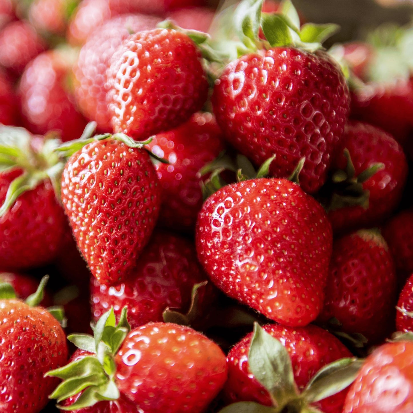 'Flavorfest' June Bearing Bare Root Strawberry Plants - Great for Beginners! Delicious Strawberries and Easy to Grow - from Hand Picked Nursery (10)