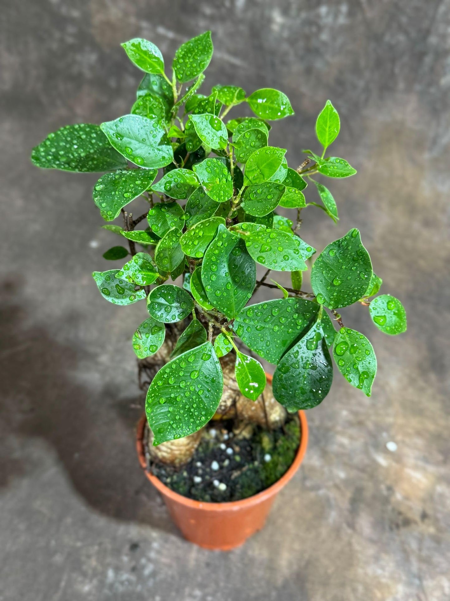 PLANTVERS Bonsai Ginseng in 4" Grow Pot – Ficus Macrocarpa – Bonsaificus – Live Indoor Bonsai Tree – Easy Care Houseplant – Dwarf Ficus Plant for Home or Office Décor