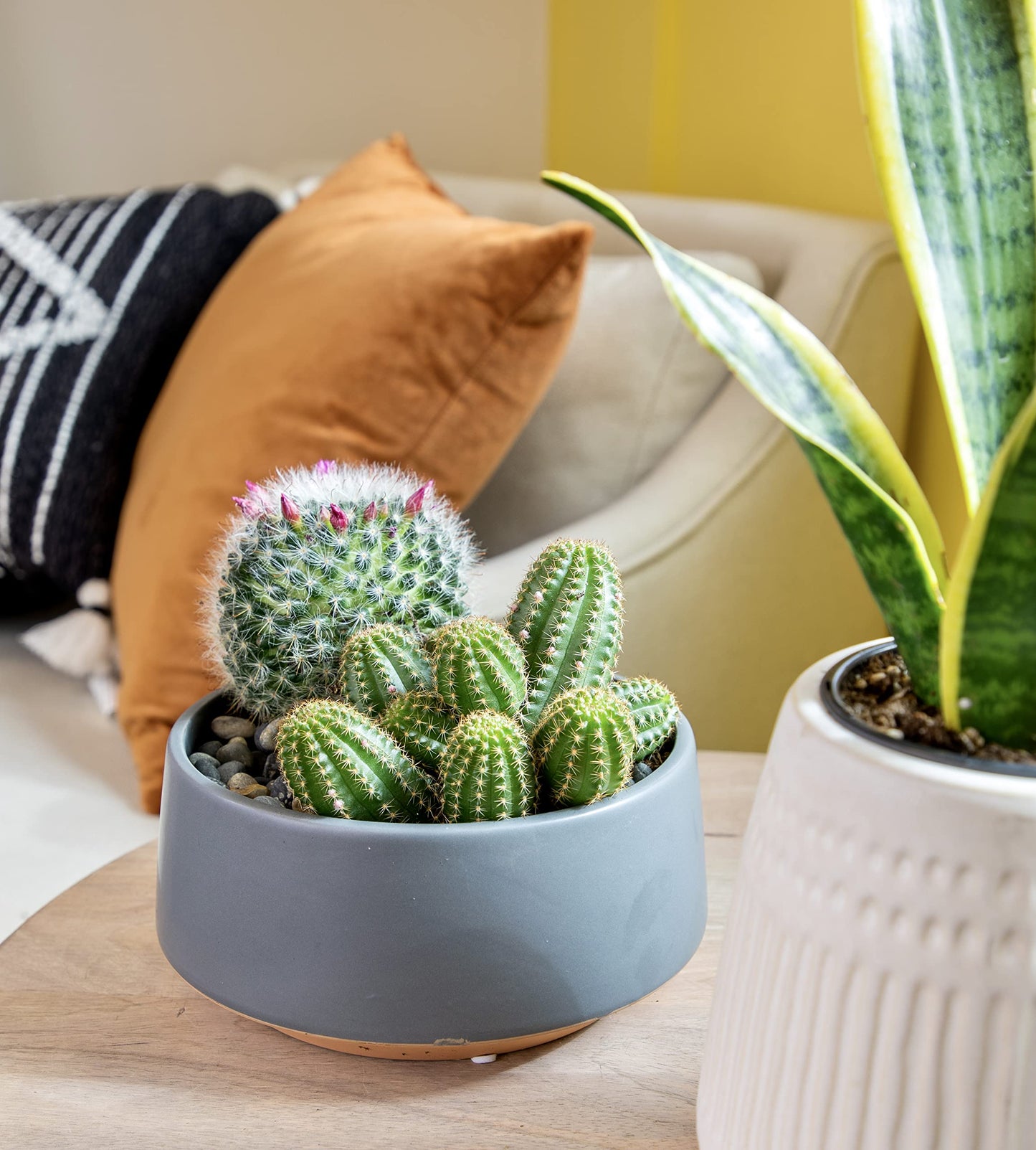 Altman Plants, Assorted Cactus Plants Live Plants (3PK), Cactus Plant Live Succulents Plants Live Cactus Decor, Indoor Plants Live House Plants in Cactus Soil, Live Cacti Plants Live Succulent Plants