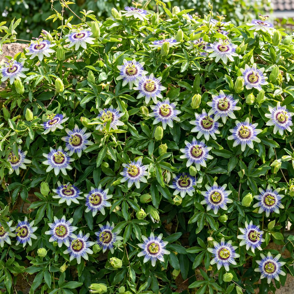 Set 2 Blue Passion Flower Plants Live, Passiflora Flower Vine 4-7'' Tall, Fragrant Climbing Plant for Garden, Patio, Containers