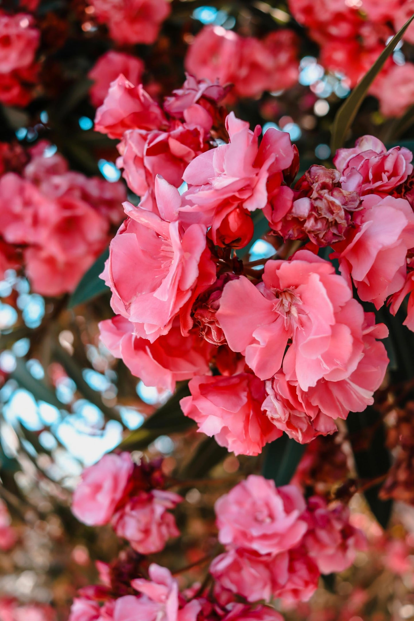 Pink Oleander Plants Pack of 3 - Live Nerium Oleander Plants for Sale 6-8" Tall, Evergreen Flowering Shrub, Container & Ground Friendly, Drought Tolerant, Year-Round Blooms