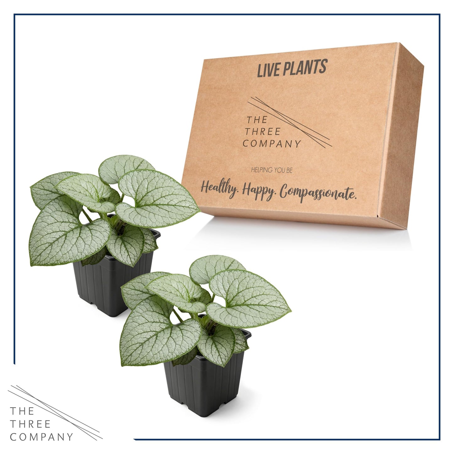 Live Brunnera 2-Pack – Silver Heart – Shade Perennial with Variegated Leaves, Blue Spring Flowers, 10” Tall, 1 Qt Pot