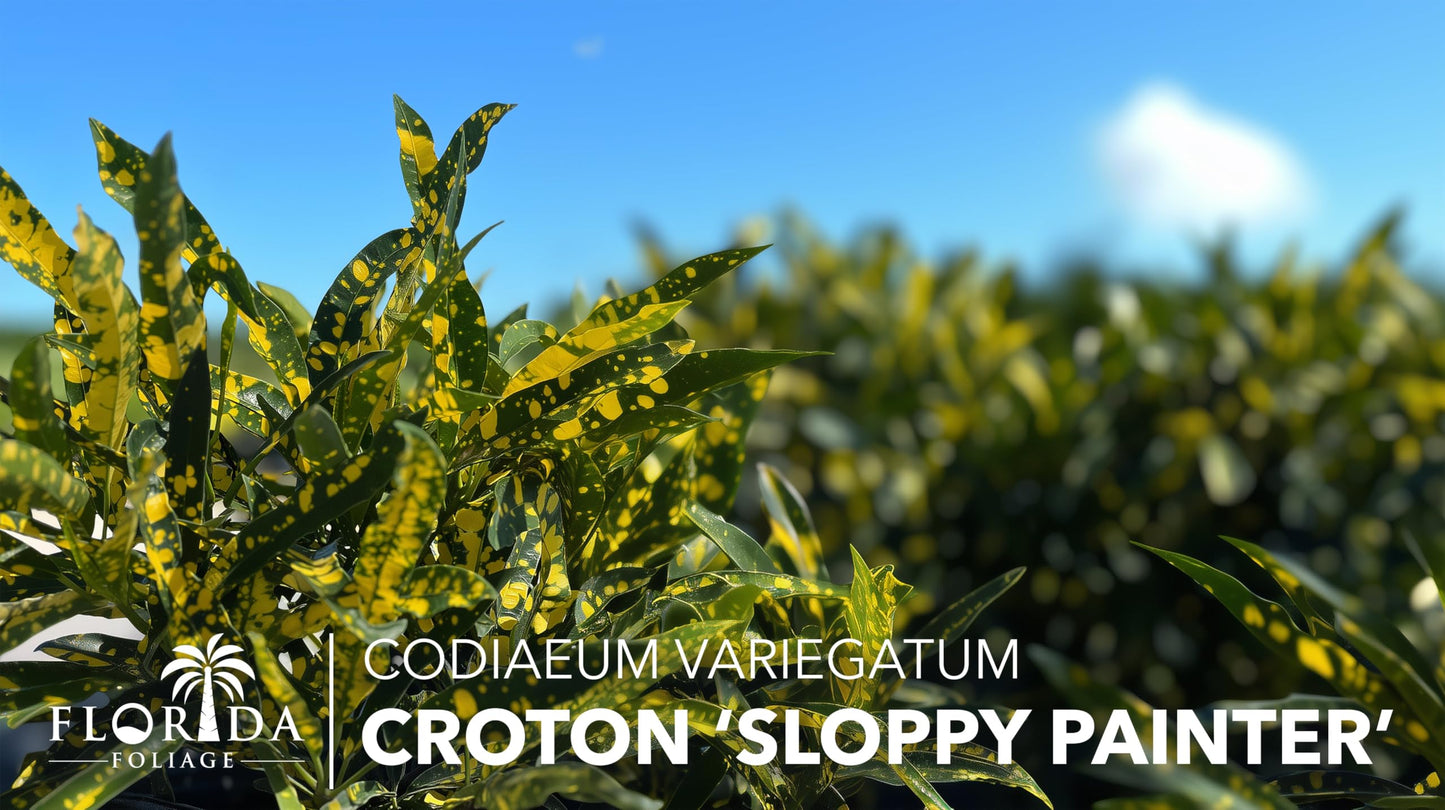 Croton Sloppy Painter Eleanor Roosevelt | 10 Live Plants | Codiaeum Variegatum | Outdoor Indoor Foliage, Tropical Houseplant, Easy Care, Vibrant Leaves, Unique Variegation, Low Light Adaptable