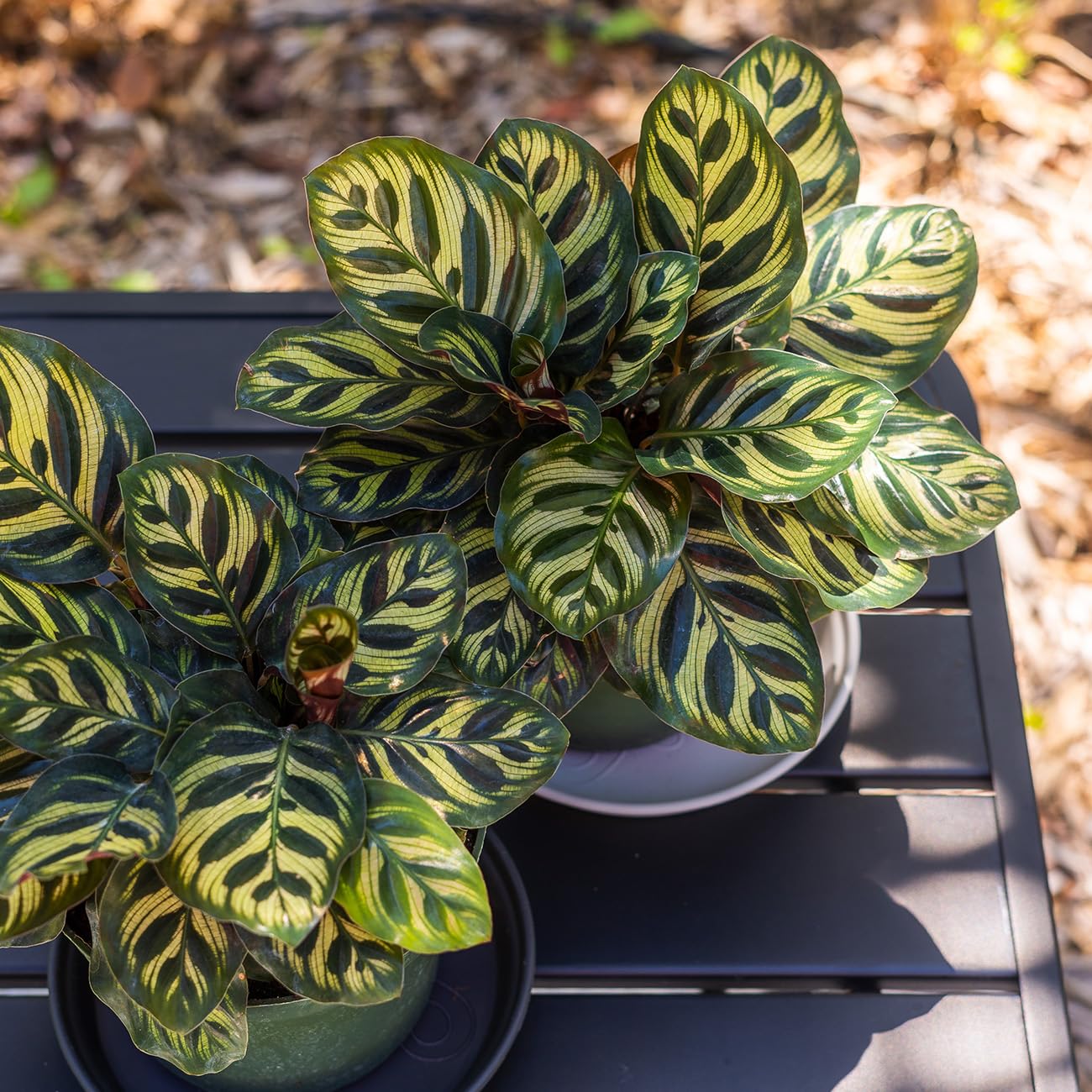 PERFECT PLANTS Peacock Calathea in a 6in. Midnight Blue Decor Pot | Beautiful Indoor Prayer Plant Variety | Unique Easy Care Houseplant