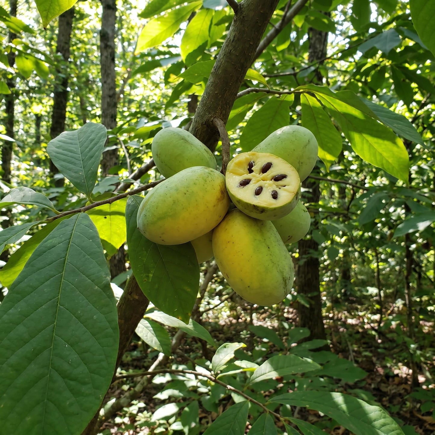 1 Year Old Pawpaw Tree Plant Live, Sweet Custard-Like Paw Paw Plant, 6-12'' Tall, Ready to Grow Outdoor Garden