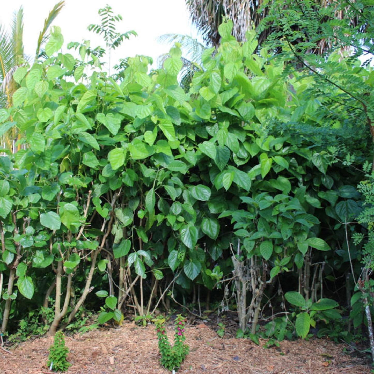 Mulberry Tree Live Plant, Mulberry Bushes for Home Gardens, Mulberry Plant Live, Mulberry Fruit, 5-9 Inch Tall (Dwarf Everbearing Mulberry)