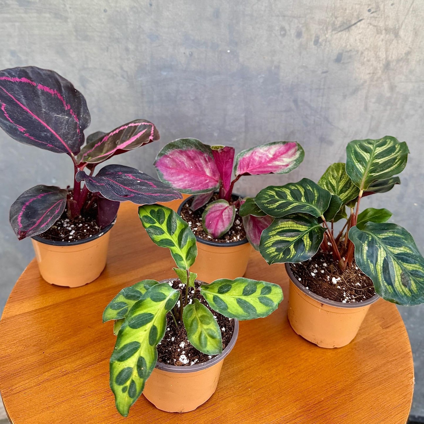 PLANTVERS Calathea Assorted Live Plant Set – Pack of 4 Live Plants in 2" Pots – Includes Calathea Roseopicta, Lancifolia, Dottie & Makoyana – Air Purifying Indoor Houseplants