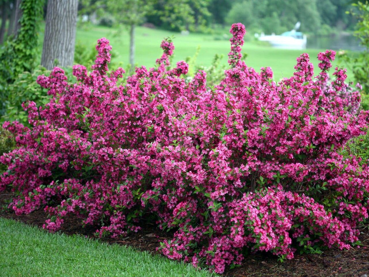 Live Plant - Pink Weigela Shrub/Bush - 6-12" Tall Live Plant - Seedling in 4" Pot