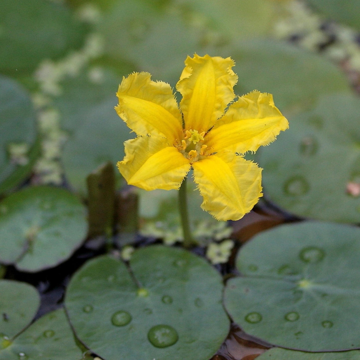 Live Aquatic Pond Plant Yellow Floating Heart: Hardy Outdoor Garden Water Pond Plants Lily Like Floating Pads Goldfish Koi Ponds Loves Shade Sun Flowers Beautiful White Vanilla Scented Lily Flower