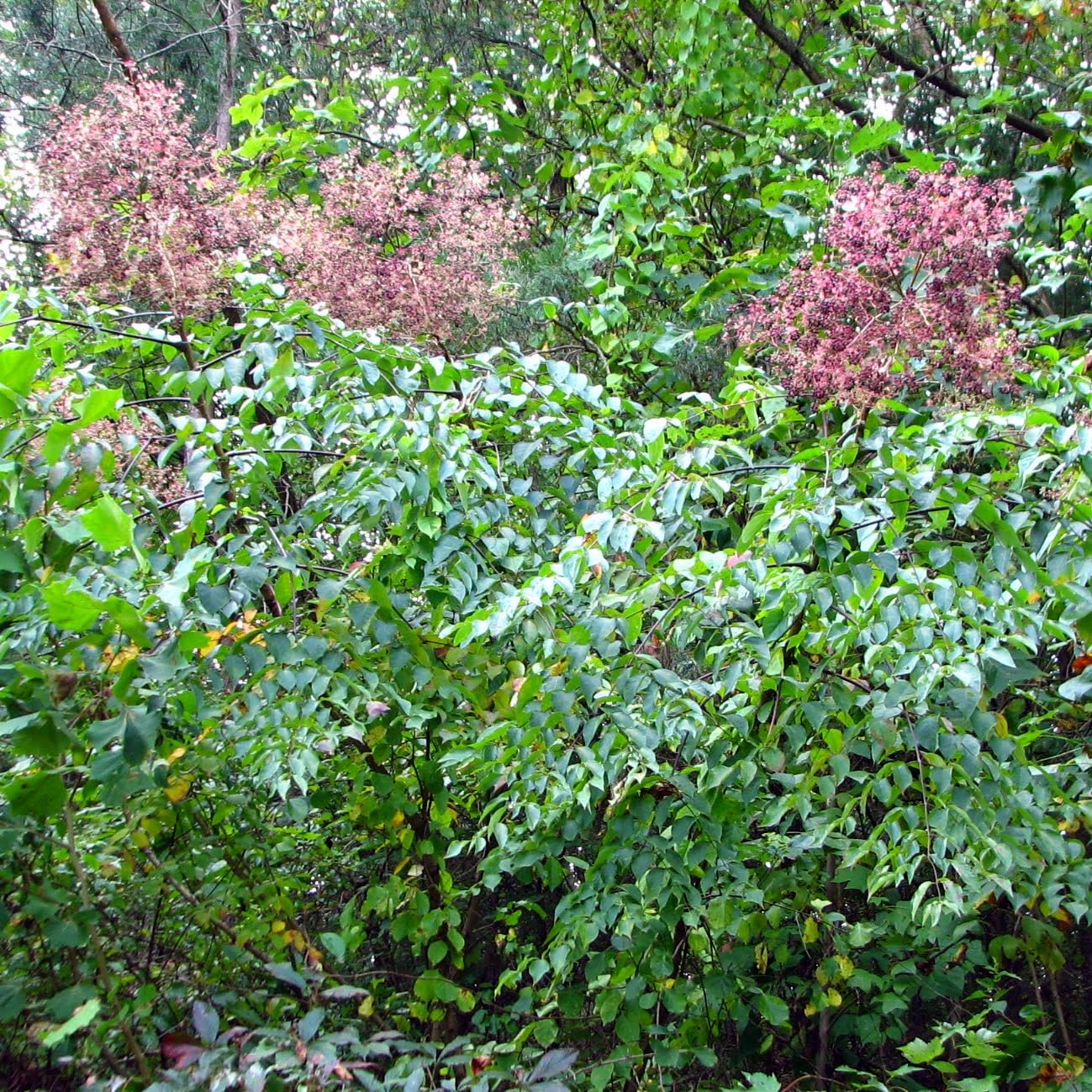 Generic 12 Devil's Walking Stick (Aralia spinosa) Seeds, Green