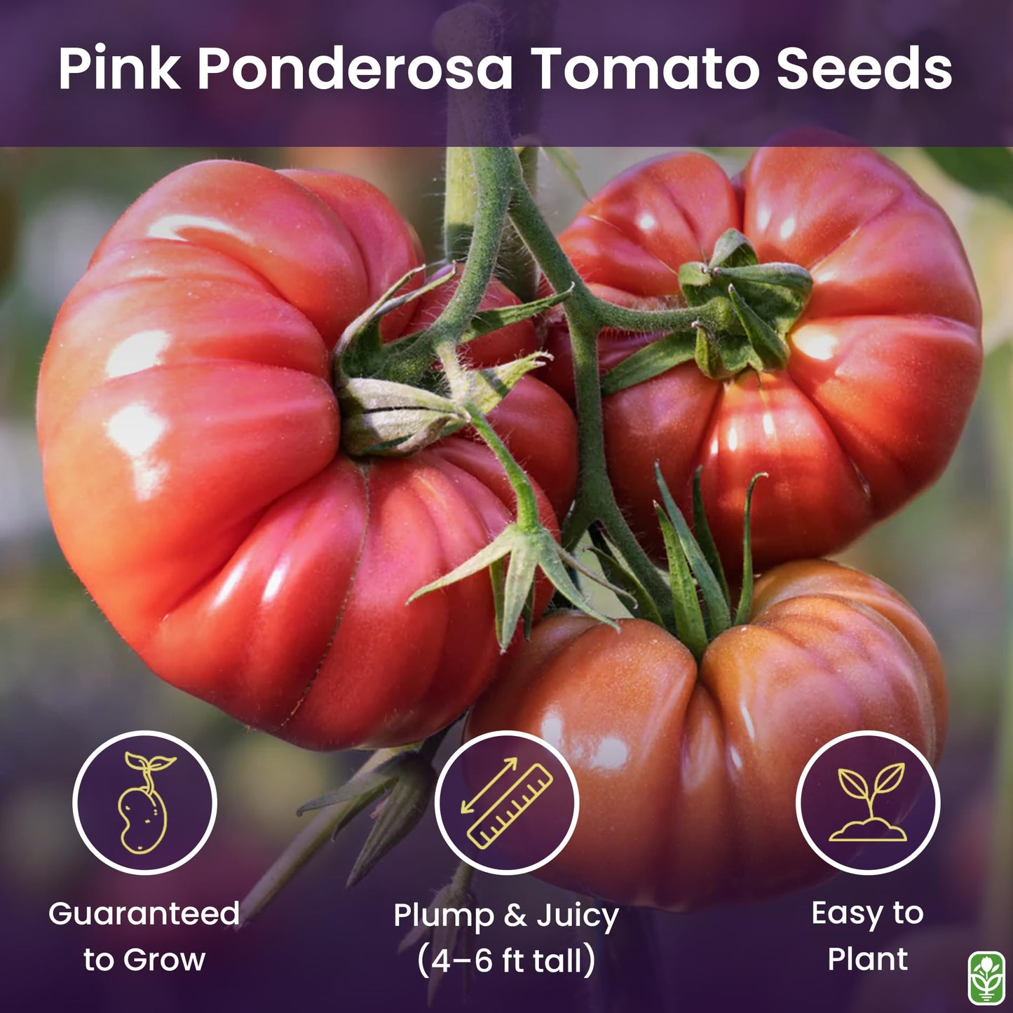 Marde Ross & Company Pink Ponderosa Heirloom Tomato Seeds - Large Tomato - One of the Most Delicious Tomatoes for Home Growing, Non GMO - Neonicotinoid-Free