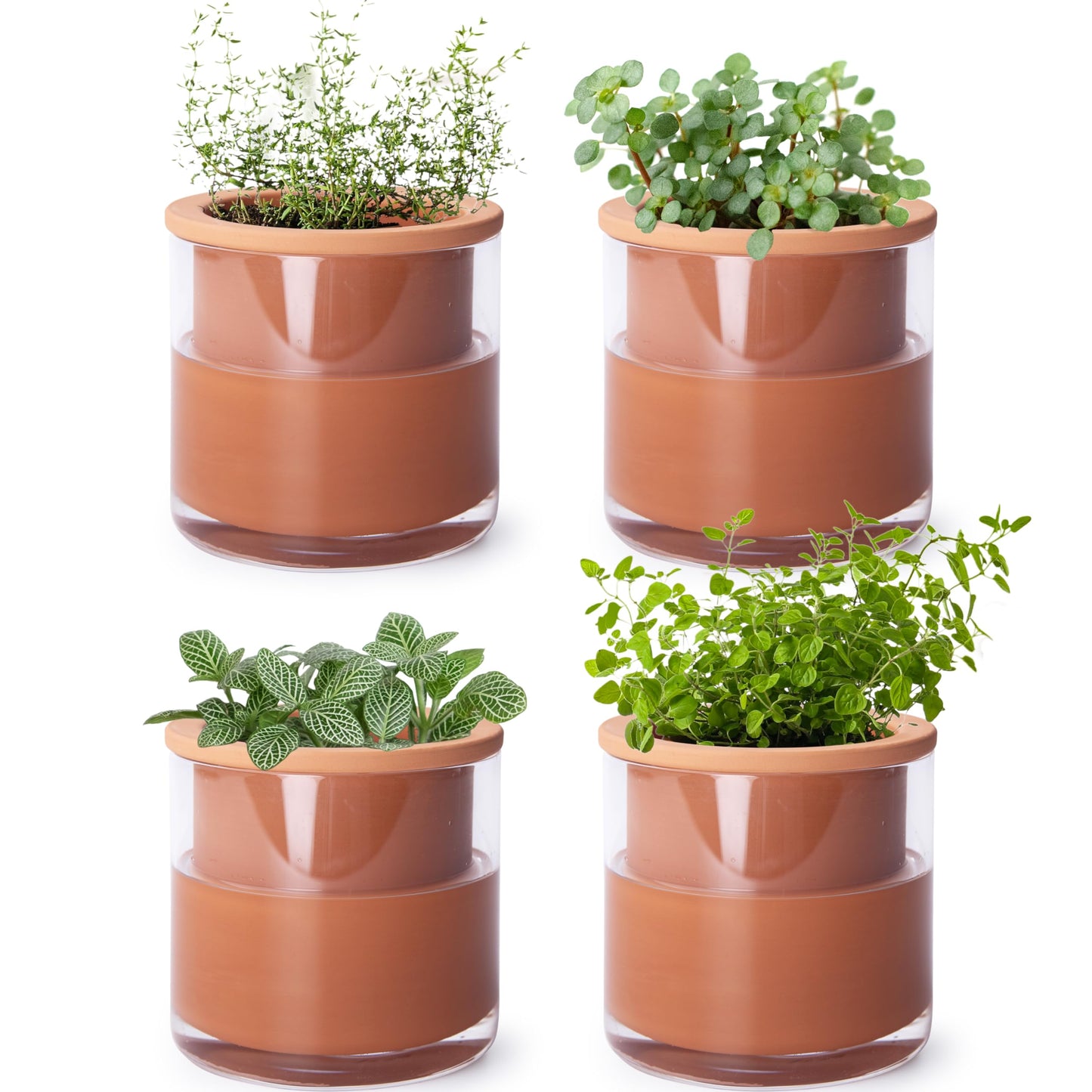 Phoenix Vine 4 Inch Self Watering Plants Pot, Design Terracotta Pot for Plants, Indoor Cylinder Terra Cotta Planter with Glass Vase, Set of 4, 51-A-E-4