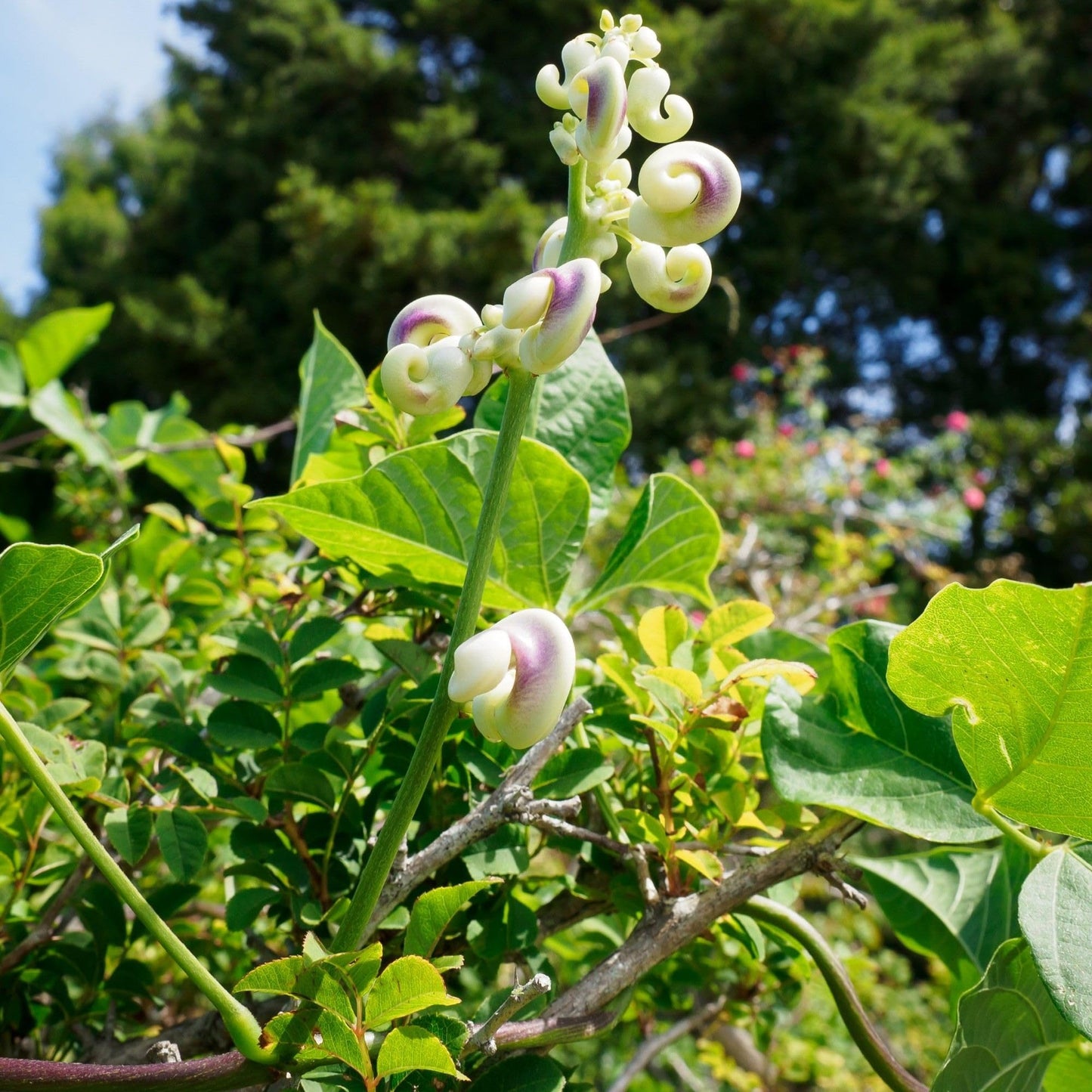 Easy to Grow Corkscrew Vine 1 Plant - Potted Perennial Flower in a Quart Pot, Summer Fragrant Purple, Pink & Ivory Blooms in Sun (Vigna Caracalla)