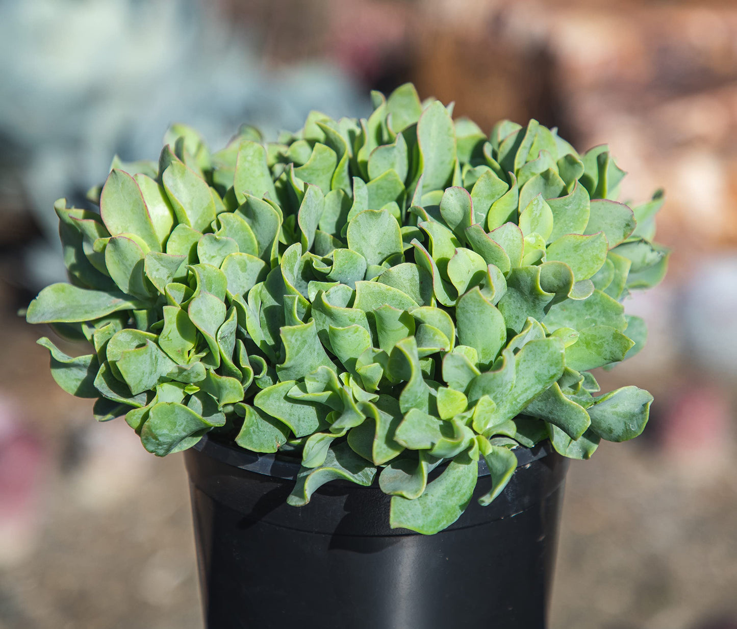 Succulents Plants Live Indoor Plants, Crassula Ripple Jade Live Houseplants, Live Succulents Live Plants Indoor Succulent Plants, Indoor Plant Real Succulents Plants House Plants by Plants for Pets