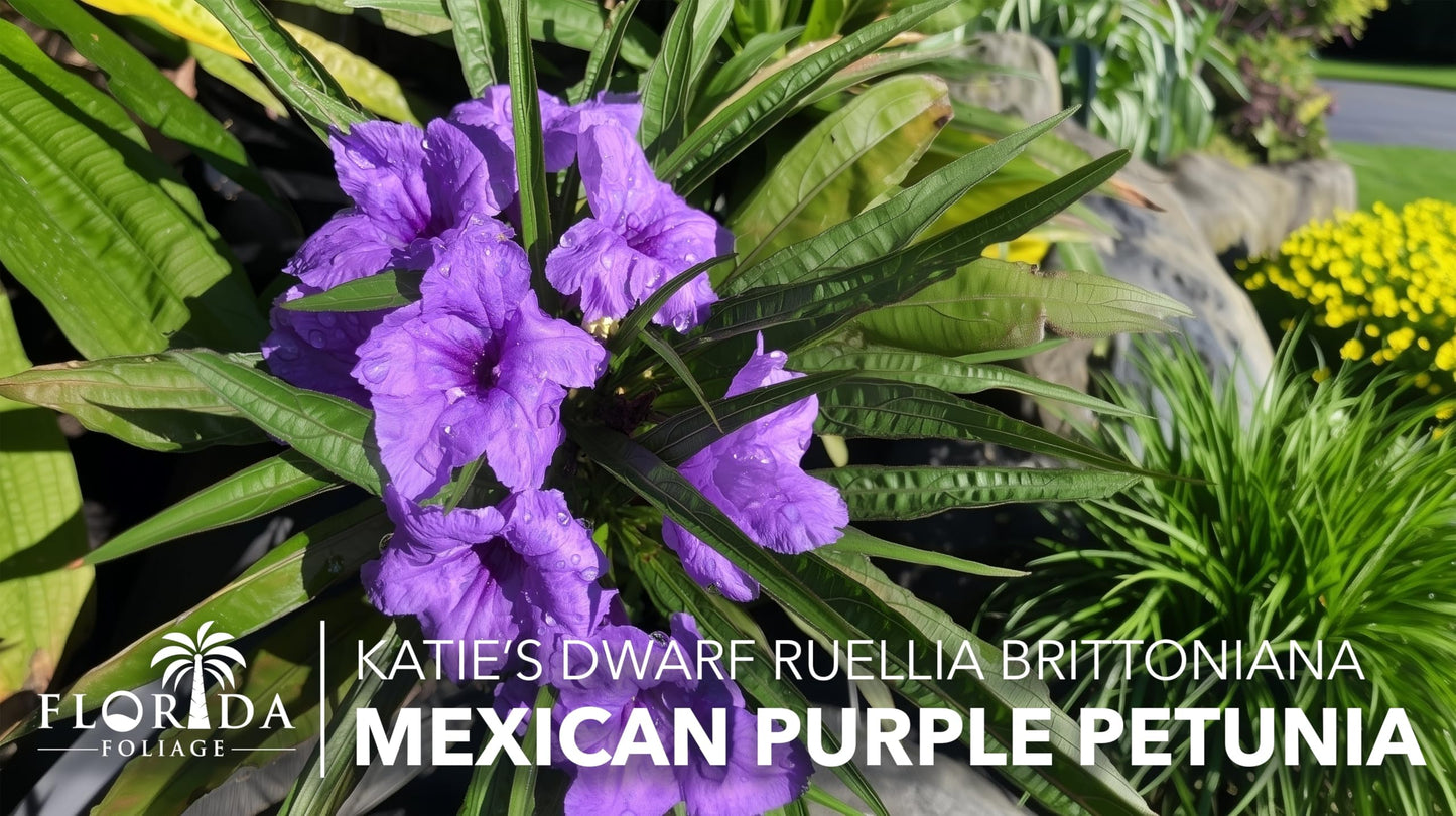 Katie's Dwarf Mexican Petunia Purple | 3 Live Plants | Ruellia brittoniana | Compact Flowering Perennial | Low Growing Pollinator Favorite for Walkways Borders Containers Landscaping