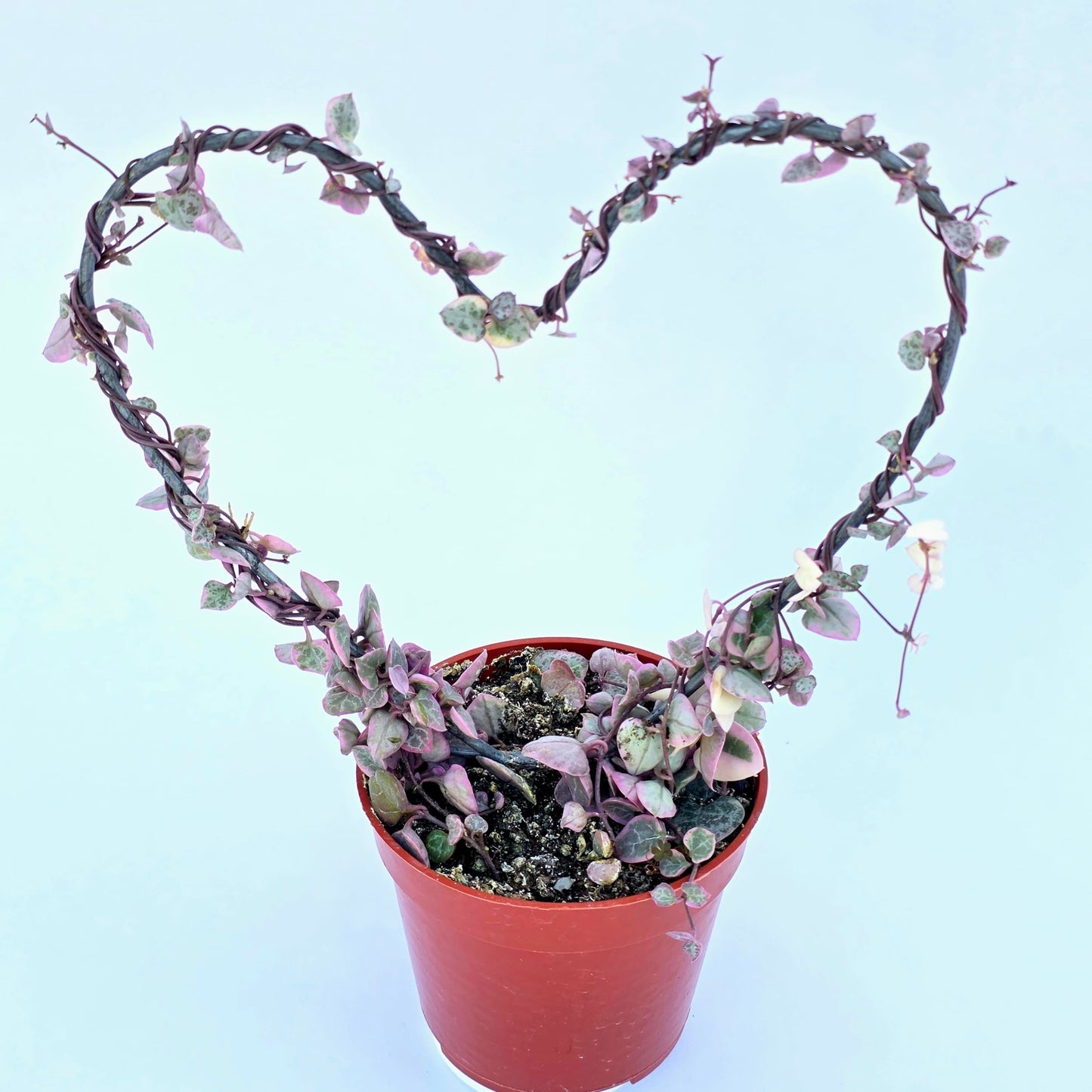Variegated String of Hearts Hanging Basket, Ceropegia linearis Woodii, String of Hearts Plant Live Succulents Plants Live Houseplants, House Plants Indoors Live Indoor House Plants by Plants for Pets