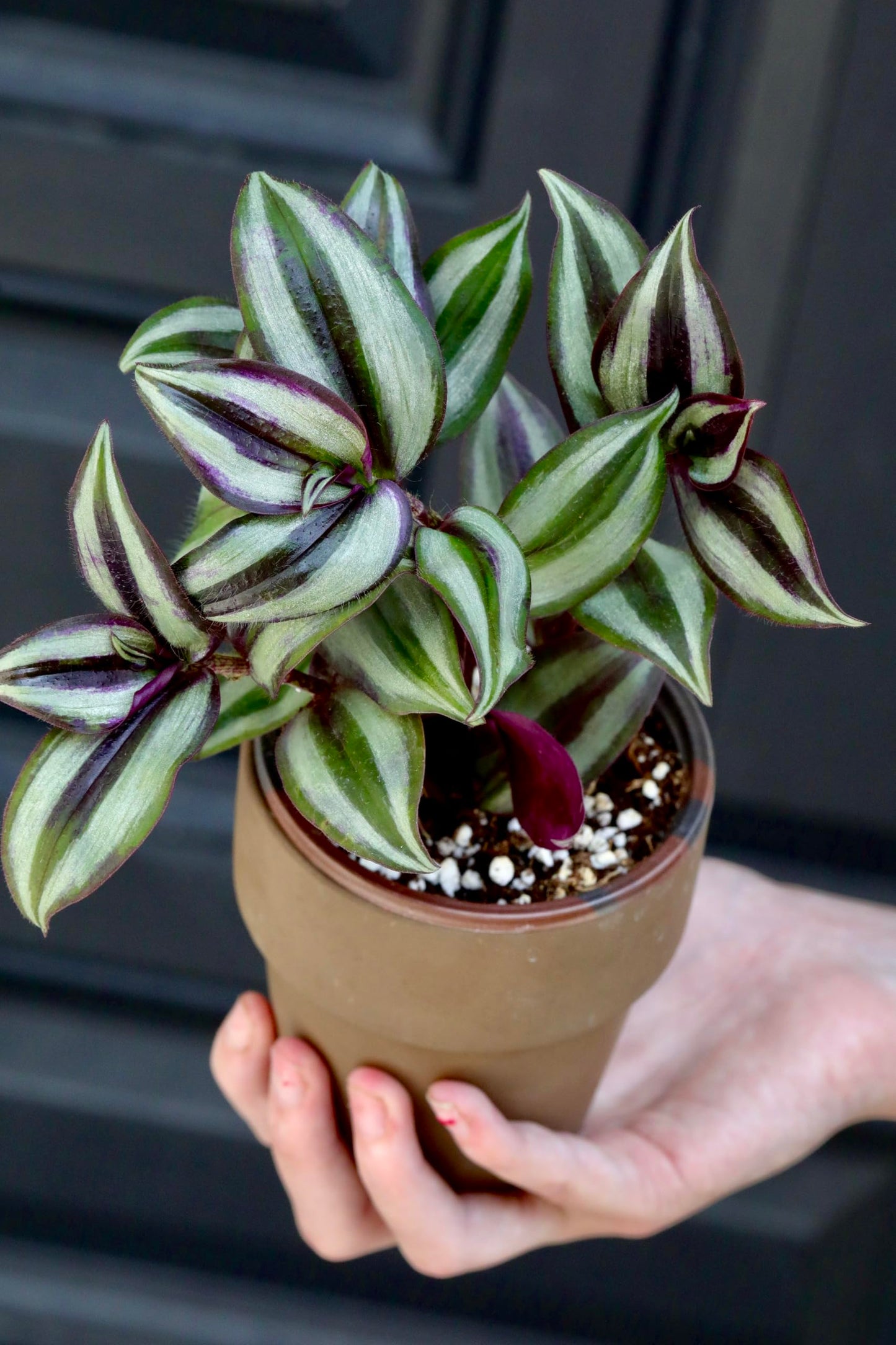 PLANTVERS Live Silver Jew in 3" Nursery Pot - Low Maintenance Houseplants - Low Light Office Plant - Air Purifier Indoor Plant
