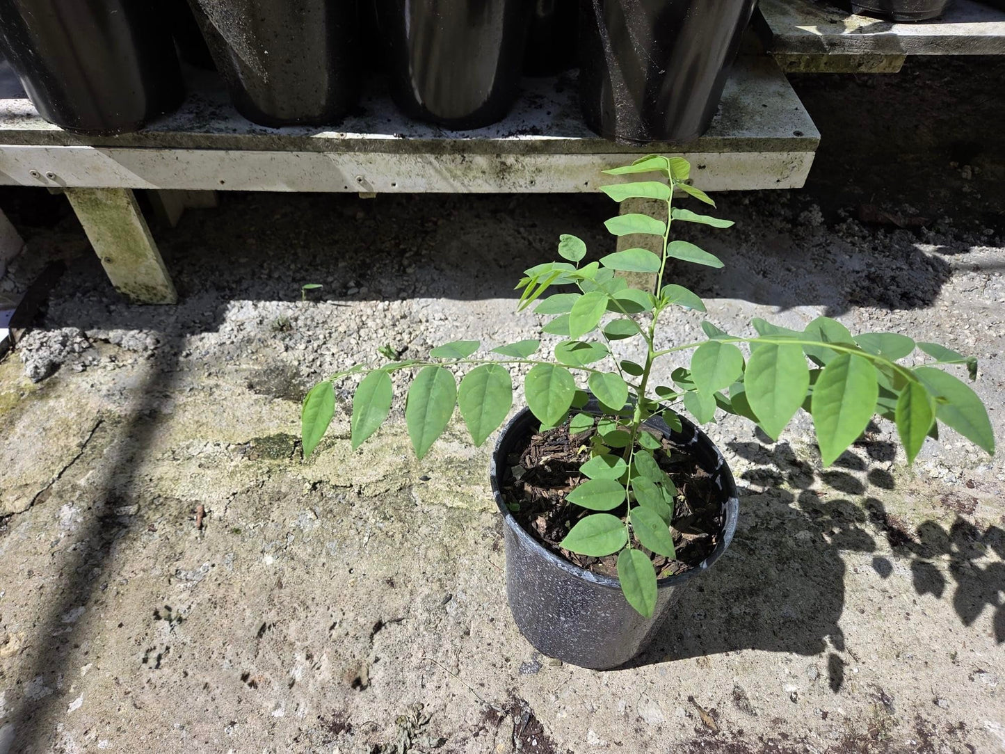 Tropical Grosella Tree Live Plant, Phyllanthus Acidus, Otaheite Gooseberry Fruit Tree, Seed Grown 8-12 Inch, USDA Zones 10-11, Outdoor Growing