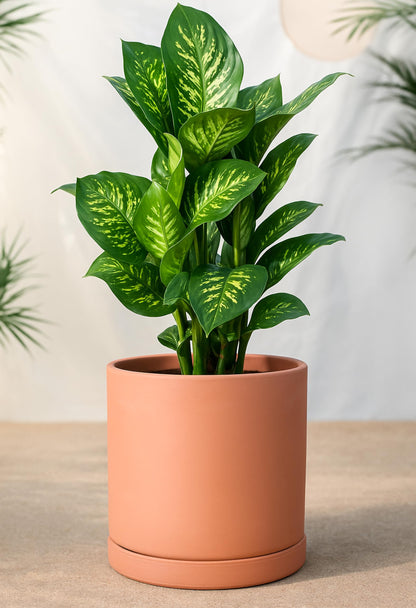 D'vine Dev Large 10 Inch Terracotta Plant Pot with Drainage Hole and Saucer, Round Cylinder Planter Pot for Indoor Plants, 40-X-A-5